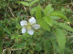 Plancia ëd Rubus rosifolius Smith