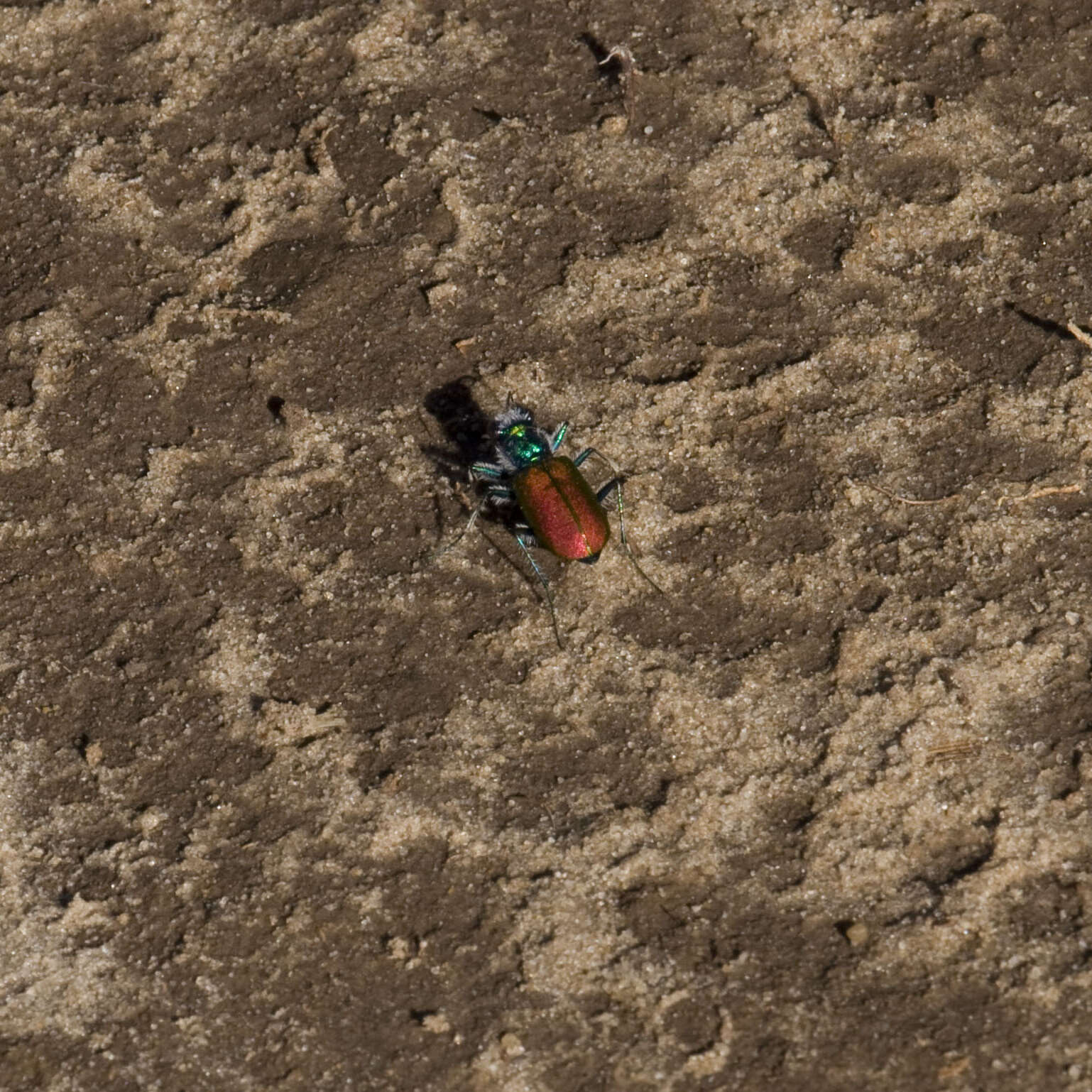 Слика од Cicindela (Cicindela) scutellaris Say 1823