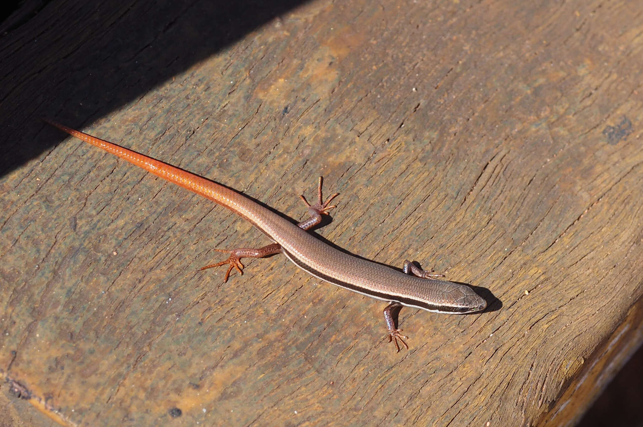 Image of Fire-Tailed Skink