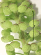 Image of Lesser swine-cress