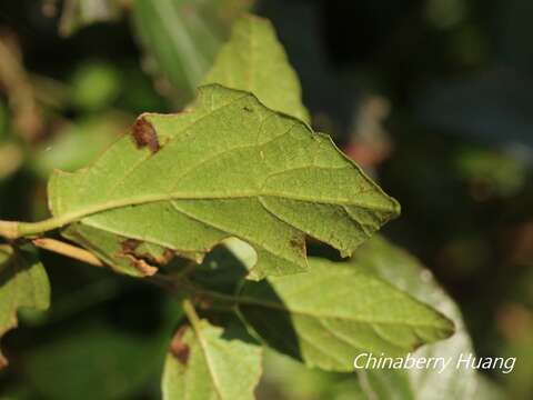 Image of Viburnum luzonicum Rolfe