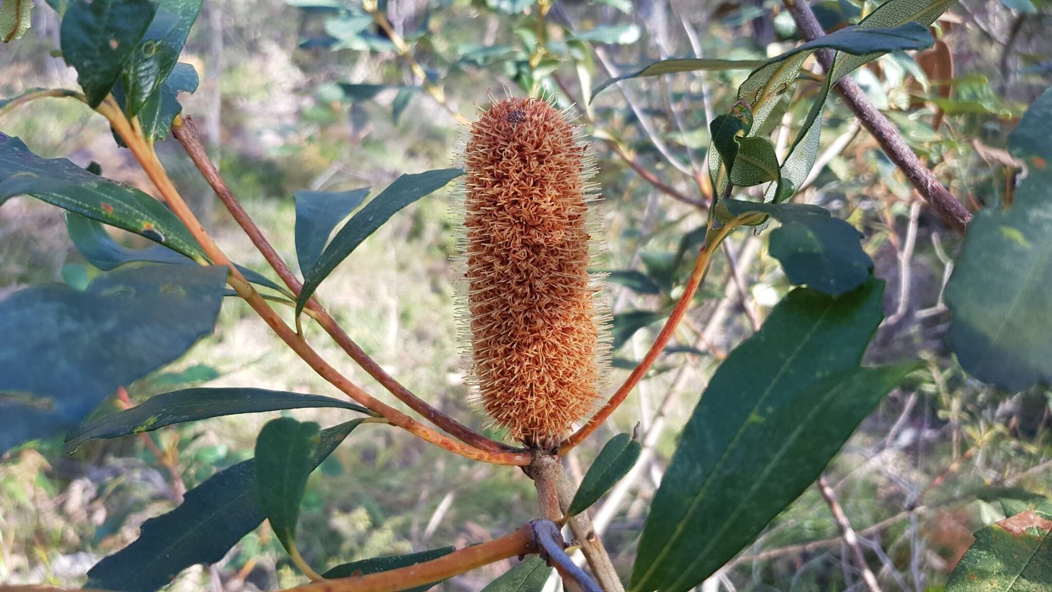 Image of Banksia paludosa R. Br.