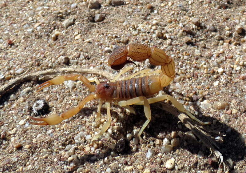 Sivun Parabuthus capensis (Ehrenberg 1831) kuva