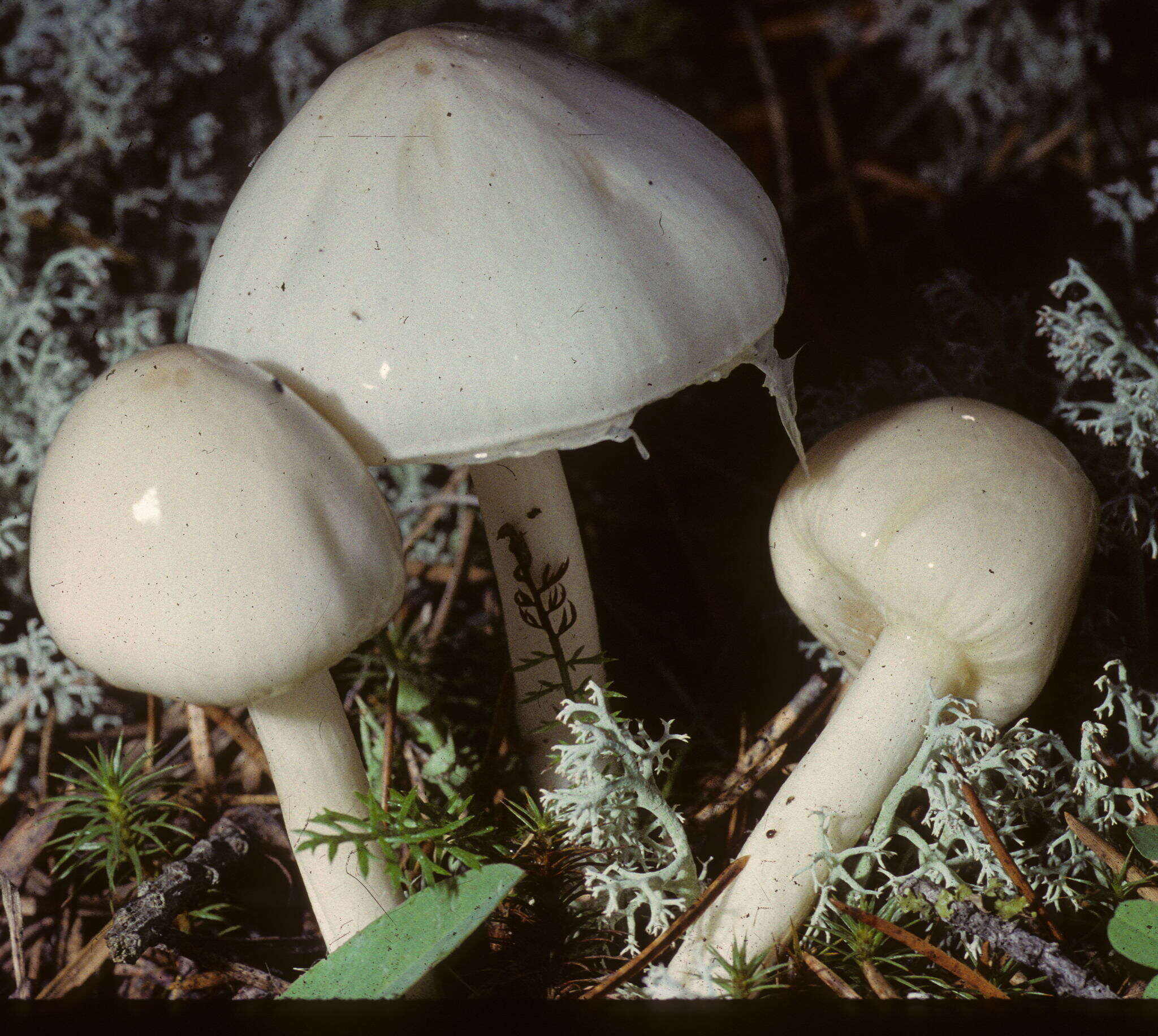 Image of Zhuliangomyces illinitus