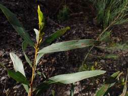 Image of Acacia obtusifolia A. Cunn.