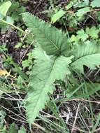 Sivun Parthenium auriculatum Britt. kuva