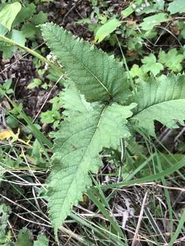 Image of wild quinine