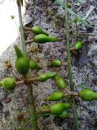 Sivun Commiphora grandifolia Engl. kuva