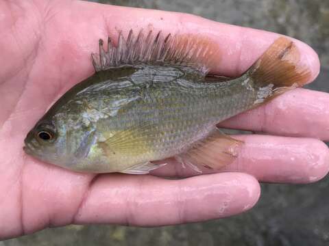 Image of Redspotted Sunfish