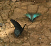 Image of <i>Graphium <i>sarpedon</i></i> sarpedon