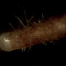Image of Acephala macrosclerotiorum Münzenb. & Bubner 2009