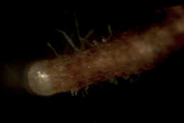Image of Acephala macrosclerotiorum Münzenb. & Bubner 2009