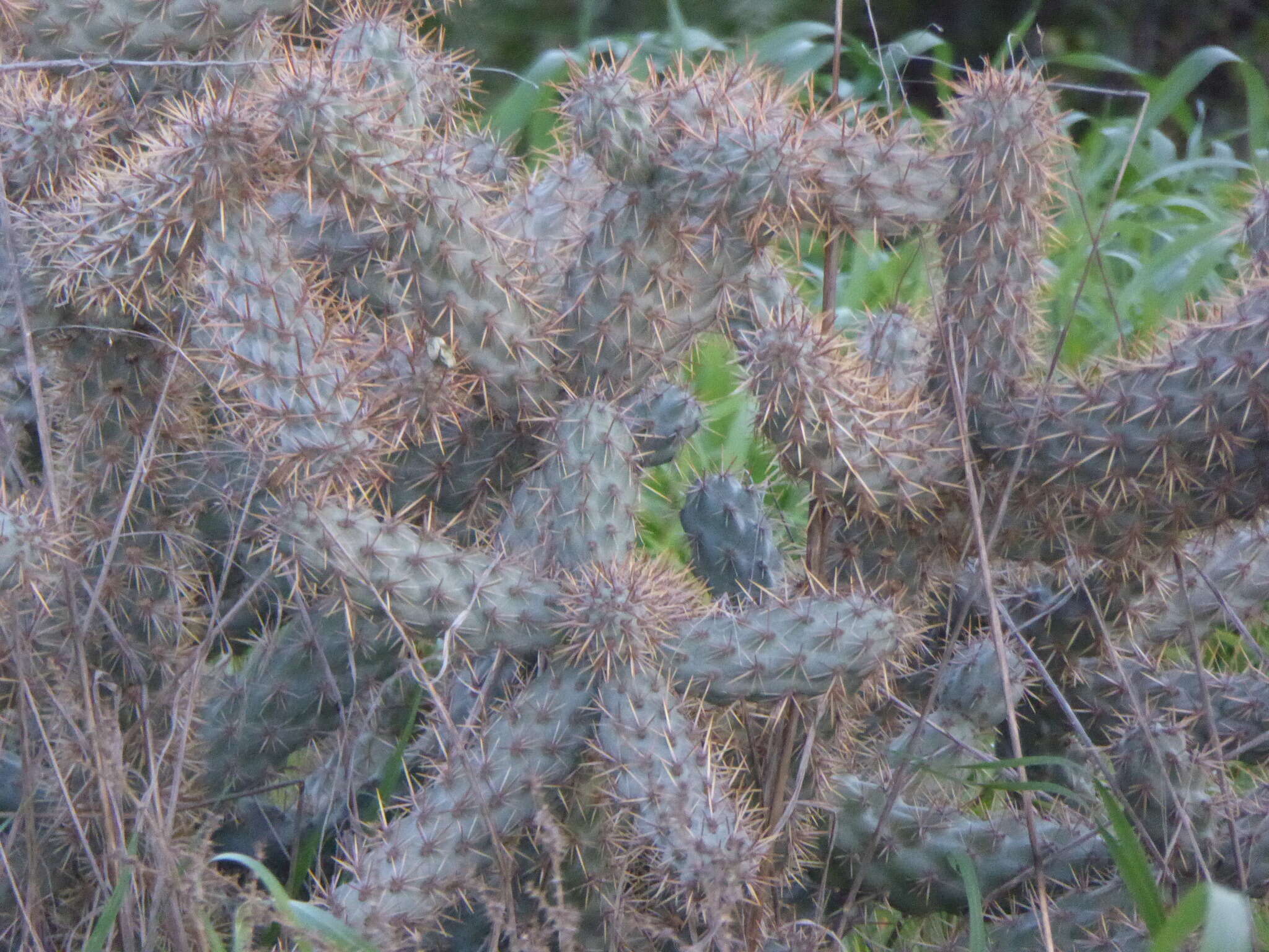 Image de Cylindropuntia prolifera (Engelm.) F. M. Knuth