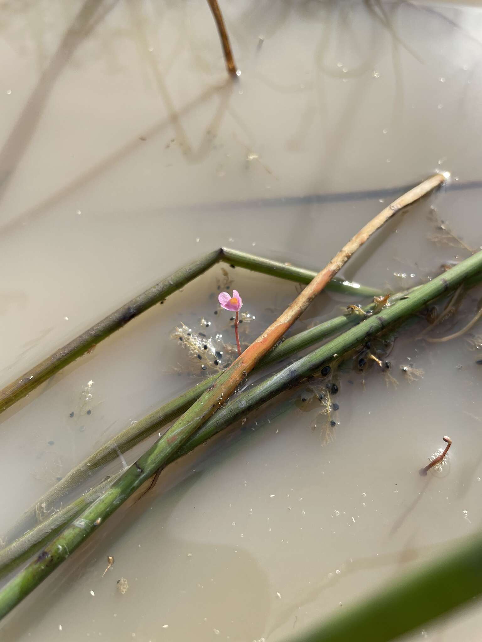 Image of Utricularia hydrocarpa Vahl