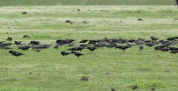 Image of Tricolored Blackbird