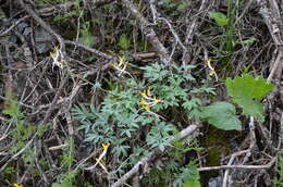Image of Corydalis schanginii subsp. ainae Ruksans ex Lidén