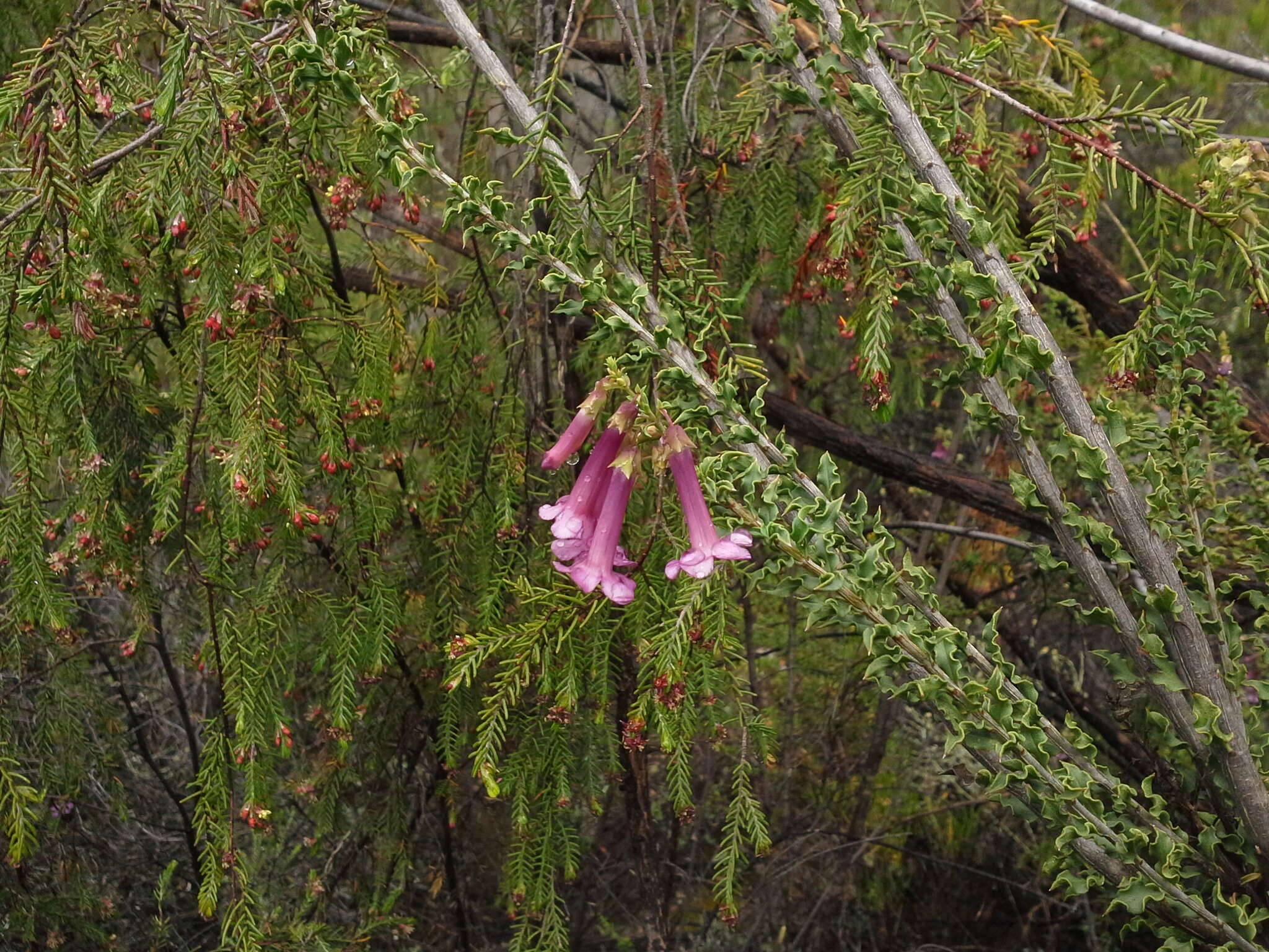 Imagem de Freylinia crispa E. J. van Jaarsveld