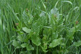 Image of Rumex arifolius All.