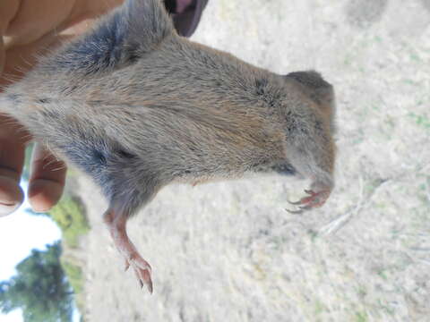 Image of southern pocket gopher