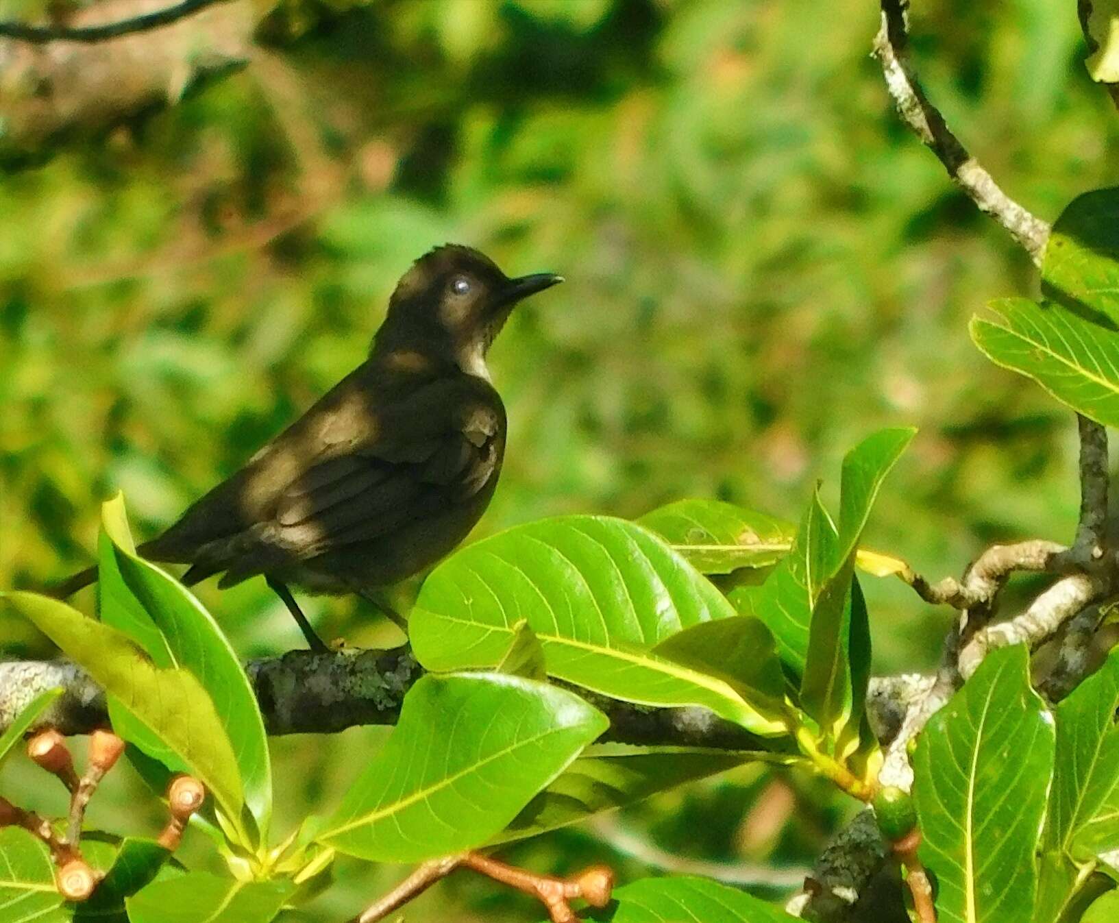 Image de Merle de montagne