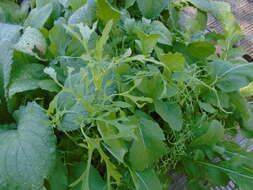 Image of Brassica rapa subsp. nipposinica (L. H. Bailey) Hanelt