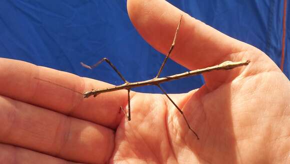 Image of Smooth Stick Insect