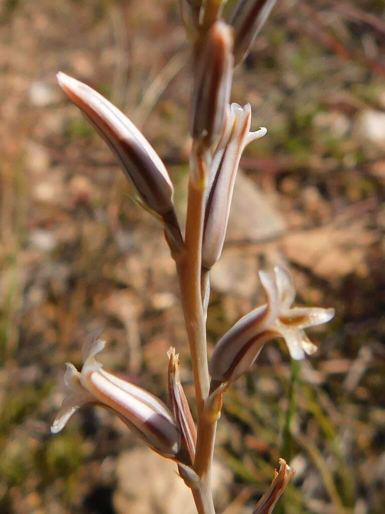 Image of Haworthia mirabilis (Haw.) Haw.