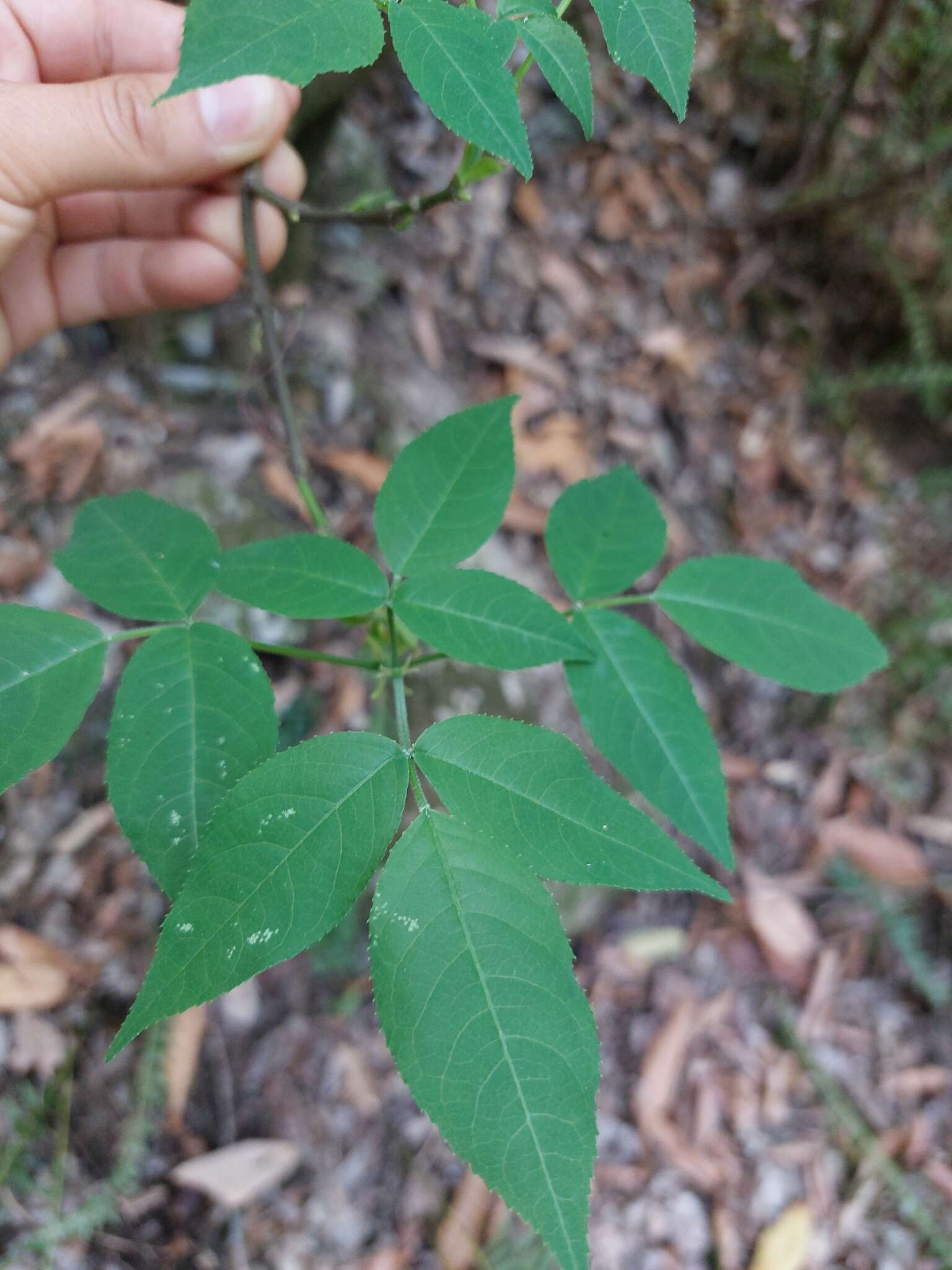 Image of Staphylea pringlei S. Wats.