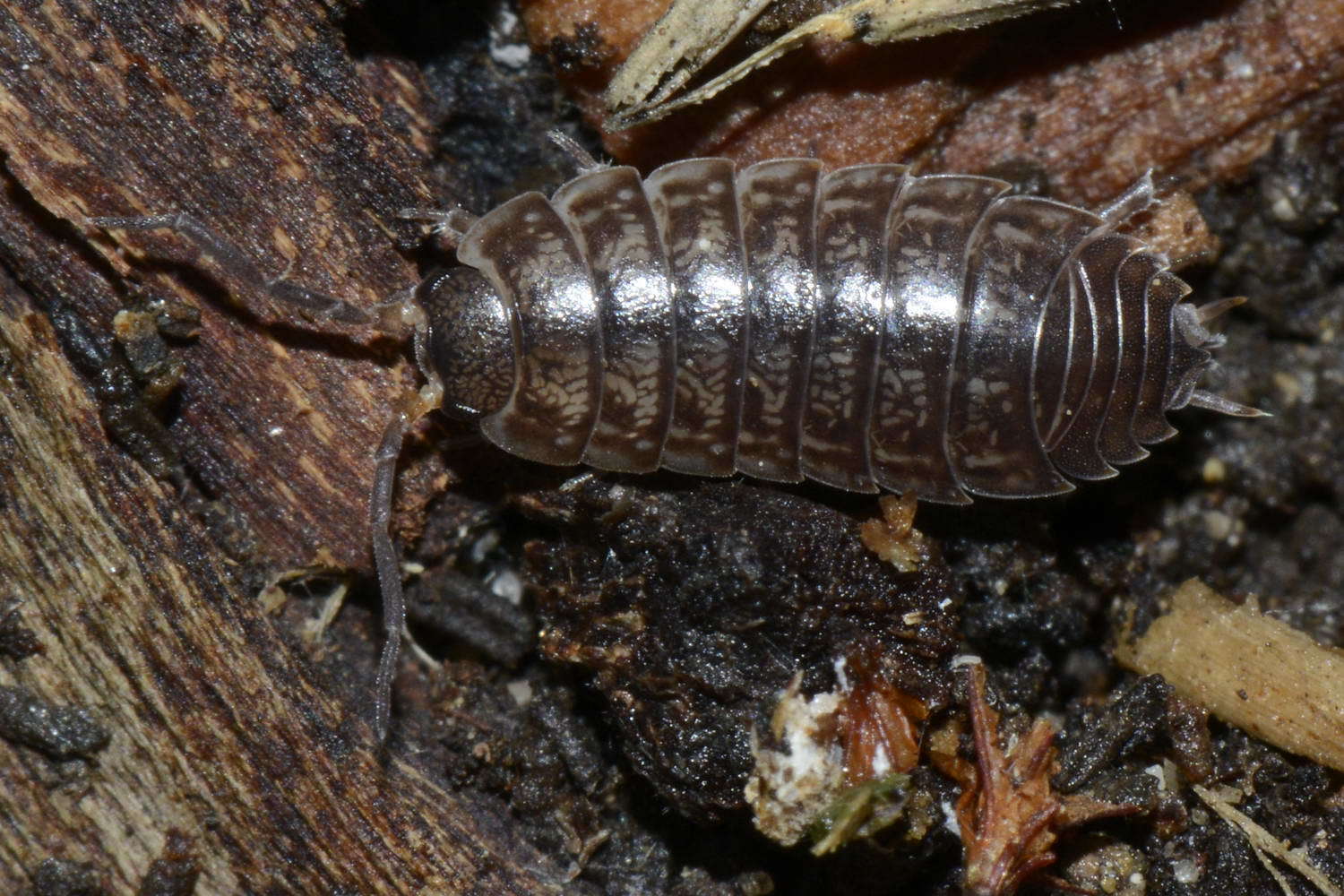 Image de Porcellio gallicus Dollfus 1904