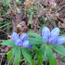 Imagem de Gentiana saponaria L.