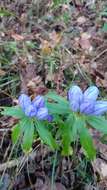 Imagem de Gentiana saponaria L.