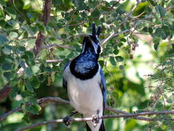 Image of Magpie-jay