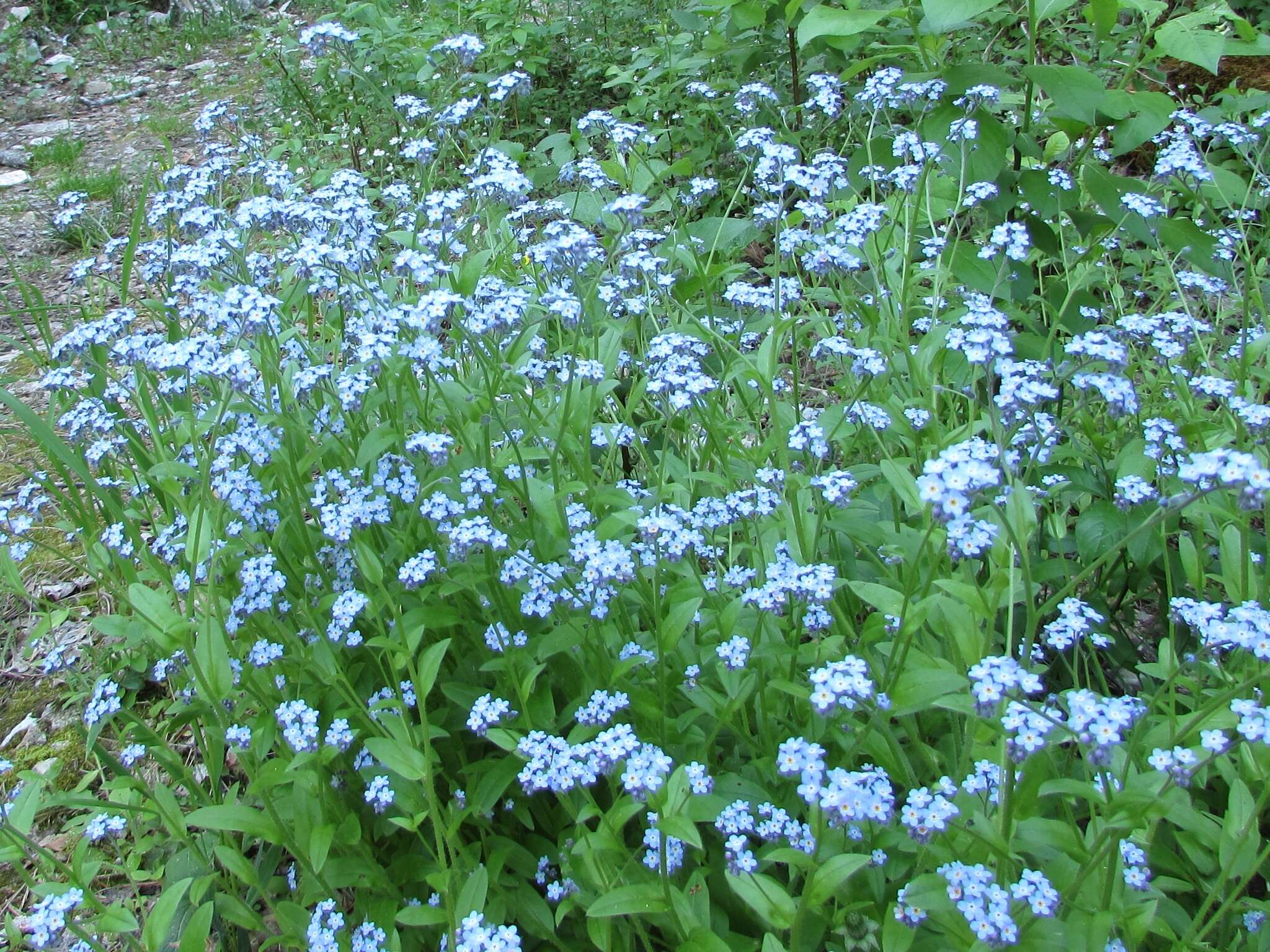 Image of Myosotis alpestris subsp. alpestris