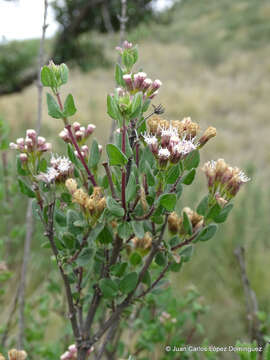 Plancia ëd Ageratina calophylla (B. L. Rob.) R. King & H. Rob.