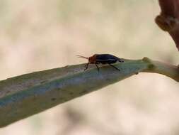 Sivun Aspidobothrys ruficeps (Berg 1878) kuva