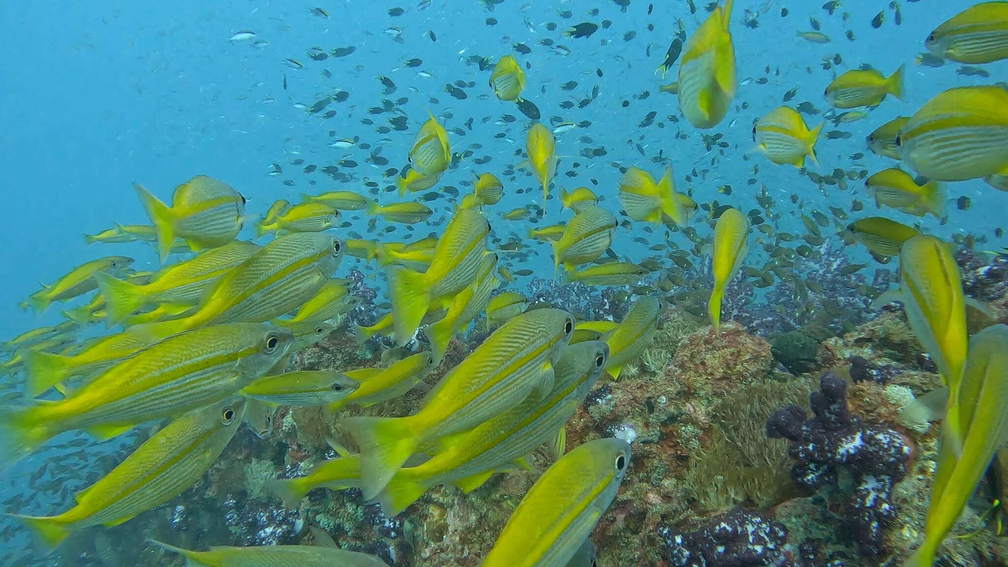 Image of Bigeye snapper