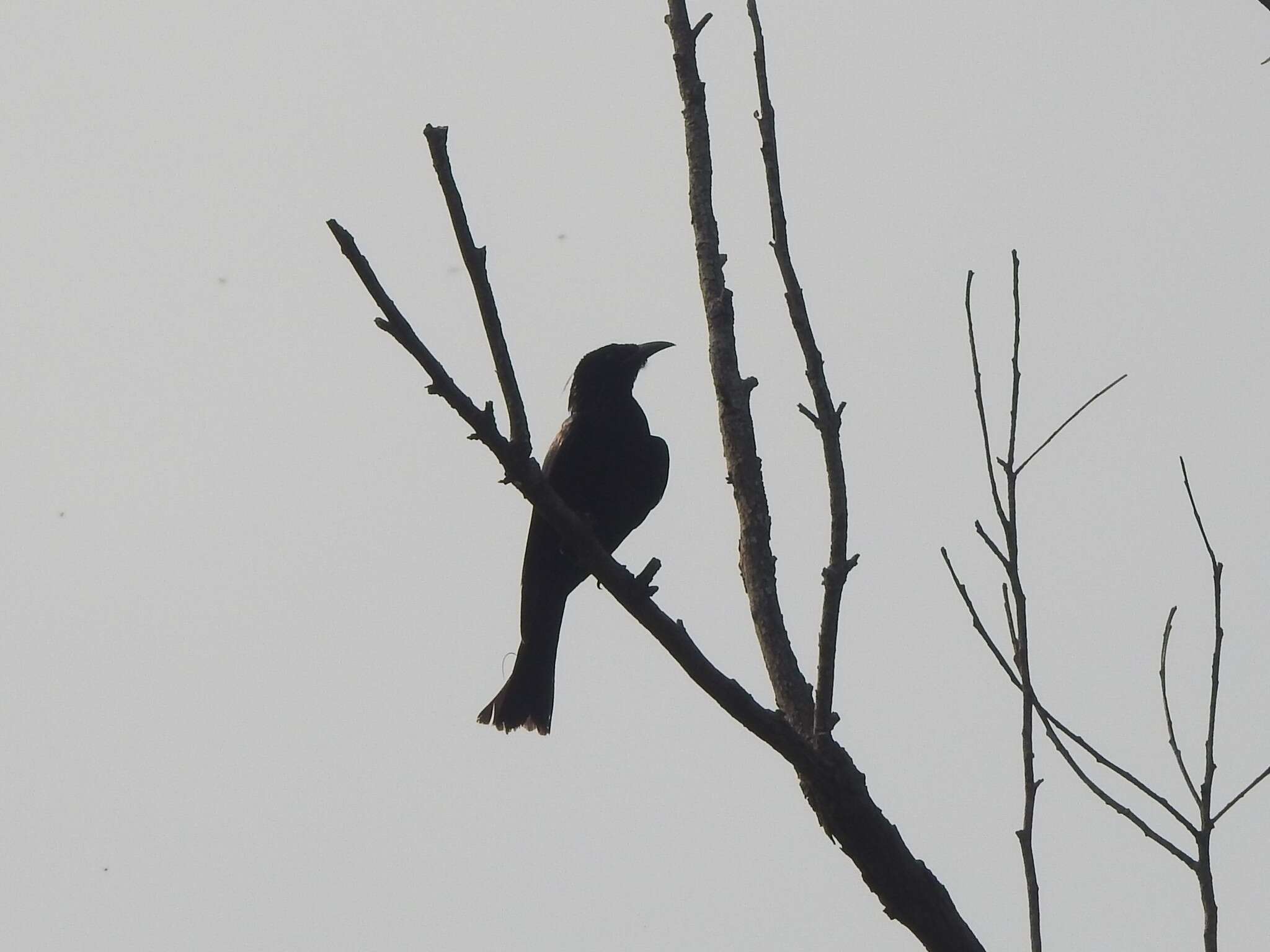 Image of Hair-crested Drongo