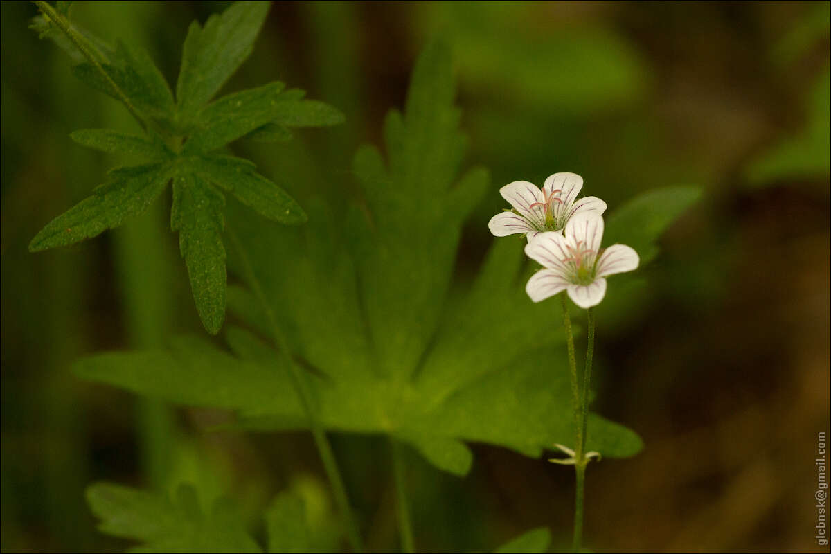 Image of Geranium pseudosibiricum J. Mayer