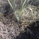 Image of Lomandra ramosissima