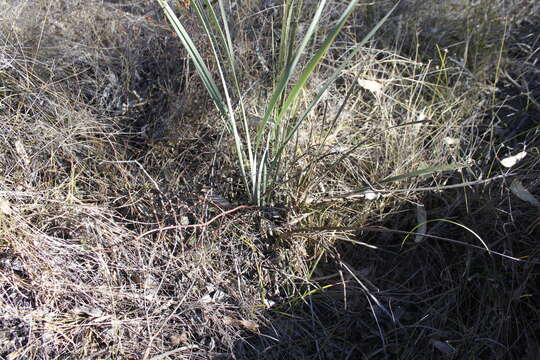 Sivun Lomandra ramosissima kuva