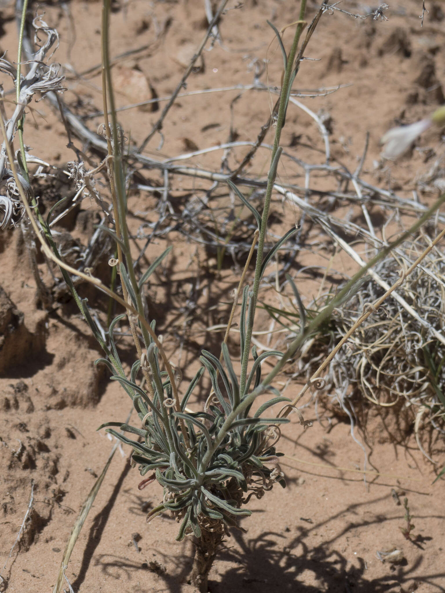 Image de Boechera formosa (Greene) Windham & Al-Shehbaz