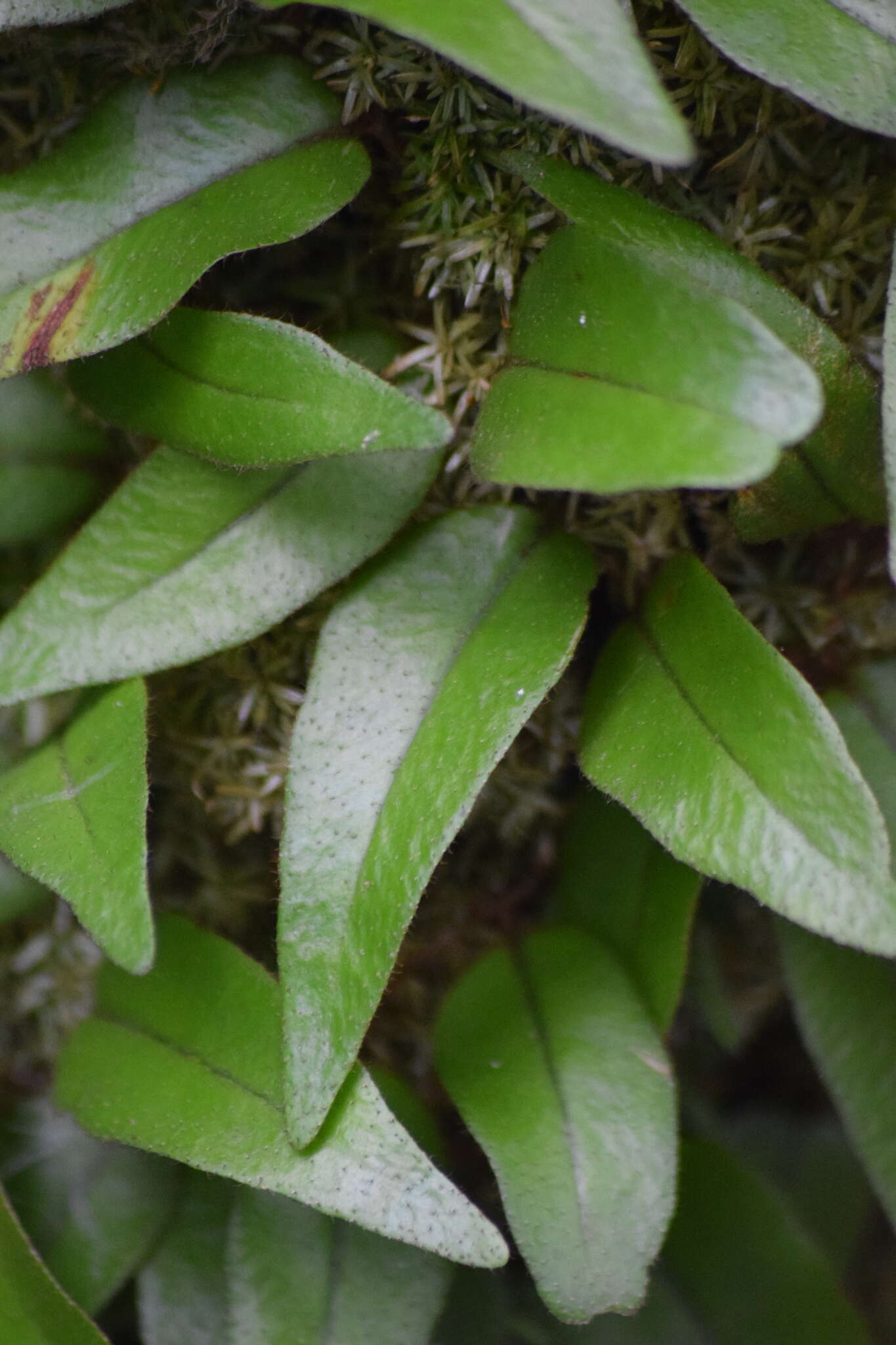 Image of Microgramma reptans (Cav.) A. R. Sm.