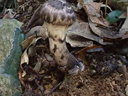 Image of Strobilomyces seminudus Hongo 1983