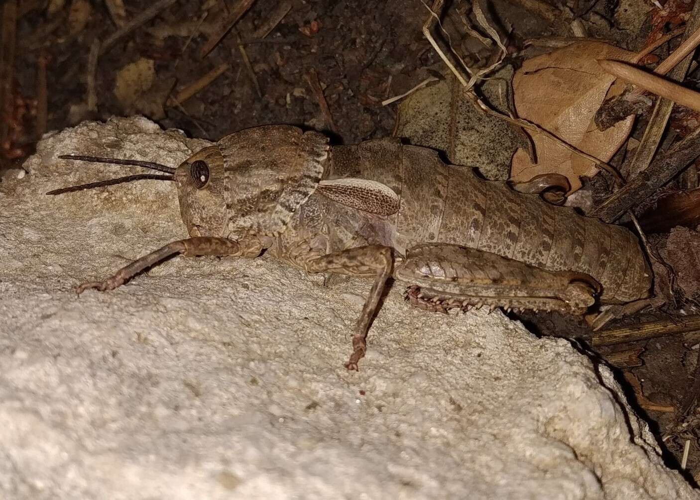 Image of Eumigus punctatus calarensis Presa, Llorente del Moral & García 2000