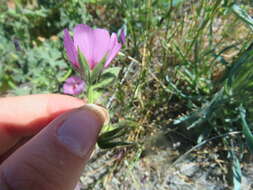 Image of Keck's checkerbloom