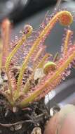 Image de Drosera filiformis var. filiformis