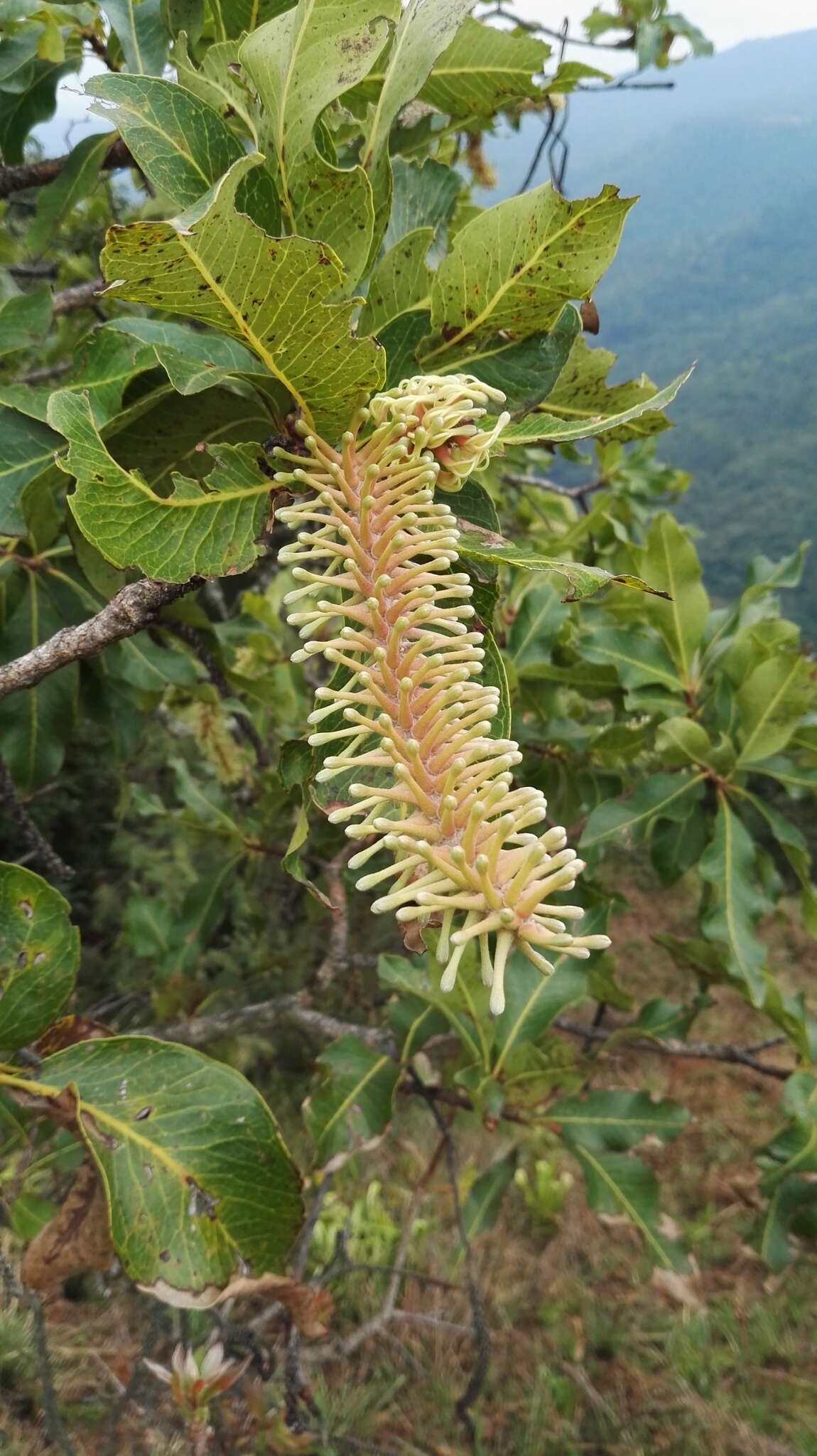 Image of Broad-leave beech