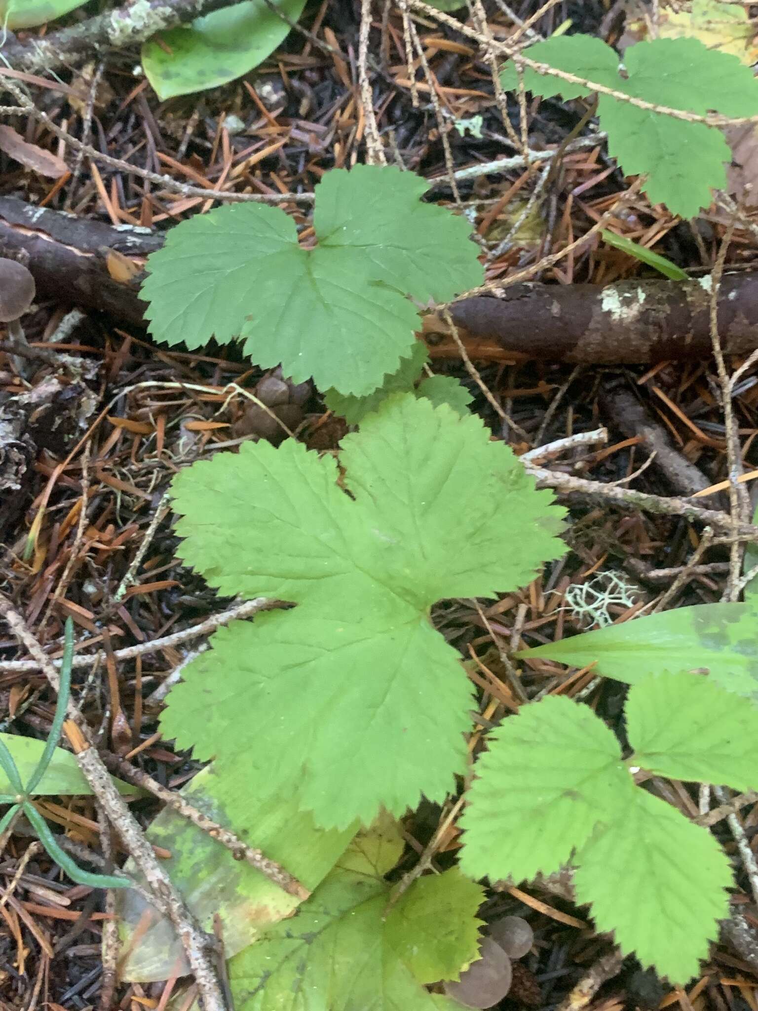 Sivun Rubus lasiococcus A. Gray kuva