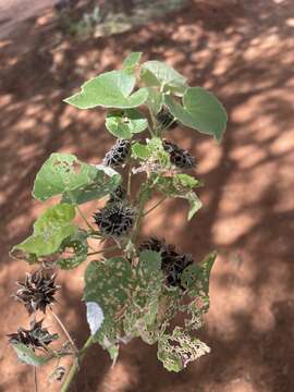 Image of Abutilon pilosocinereum A. Meeuse