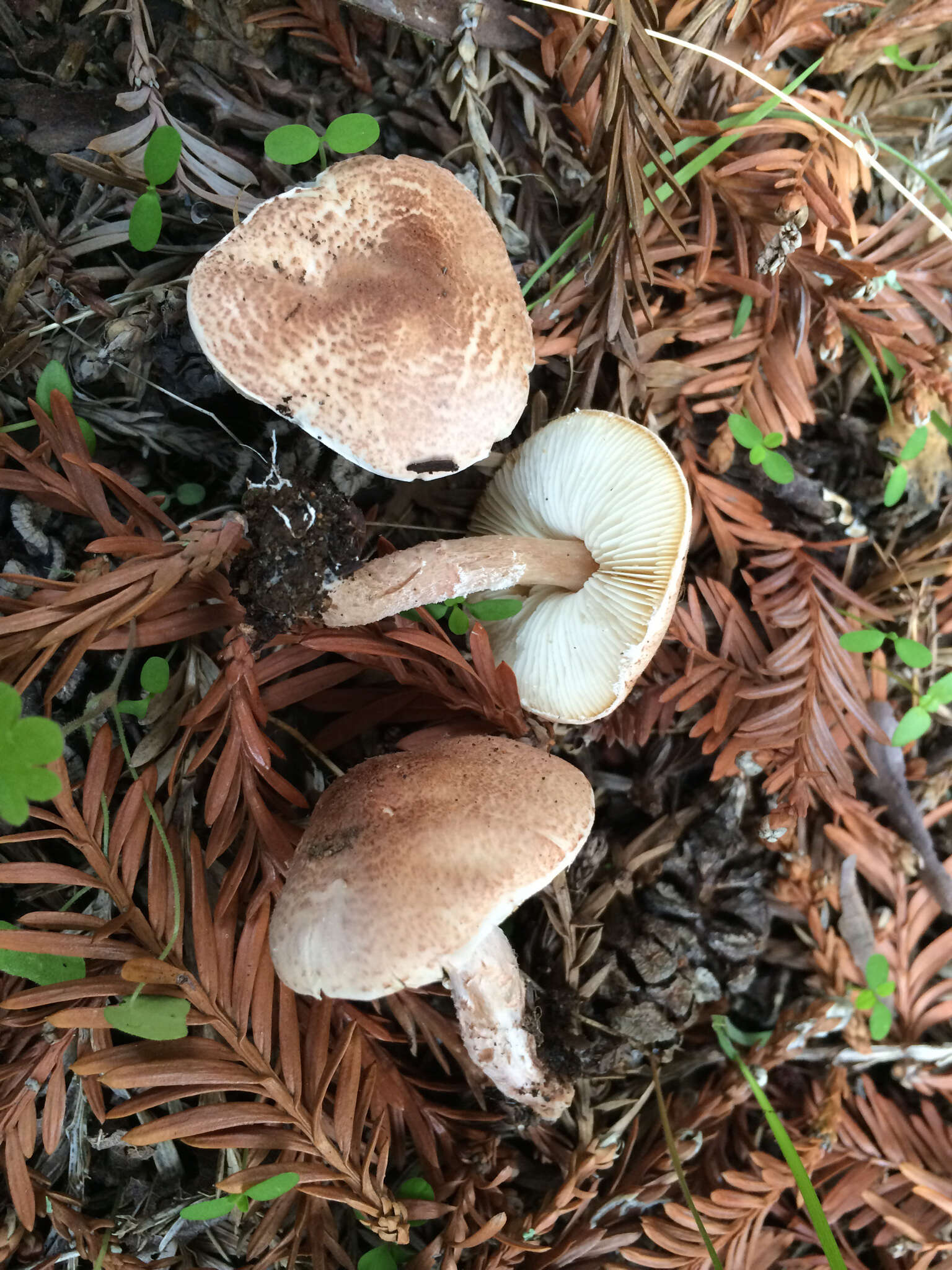 Image of Lepiota subincarnata J. E. Lange 1940